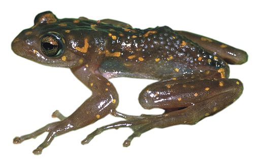 Boophis williamsi